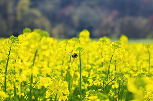 金黄油菜花田中的蜜蜂
