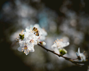 蜜蜂采蜜于绽放花枝间