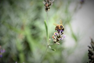 蜜蜂停留在紫色薰衣草上