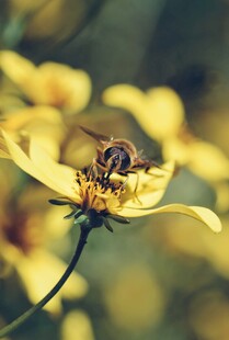 蜜蜂采蜜于黄色花朵间