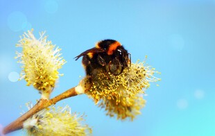 蜜蜂停留在黄色绒花上