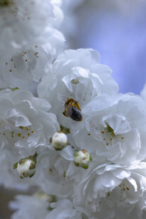 蜜蜂采蜜于洁白花朵间