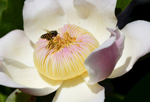 蜜蜂采蜜于盛开的白莲花