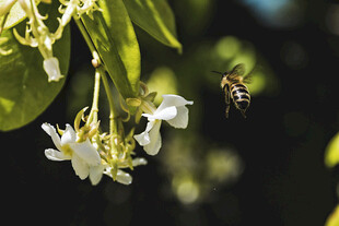 蜜蜂花间飞舞