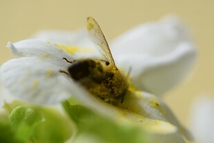花间蜜蜂采蜜瞬间