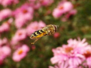蜜蜂花间飞舞