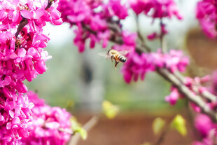 蜜蜂采蜜于绚烂粉花枝头