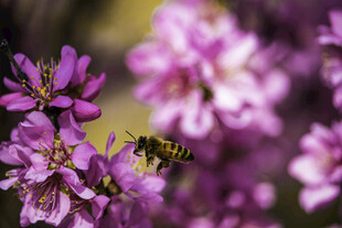 蜜蜂采蜜于烂漫紫花间