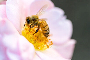 蜜蜂采蜜于粉色花朵间