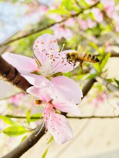 蜜蜂采蜜于粉嫩桃花间