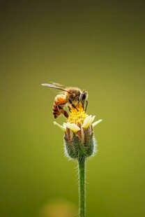 蜜蜂采蜜于清新小花上