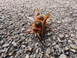 地面上的大黄蜂