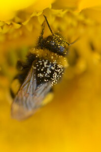 蜜蜂采蜜于黄花之上