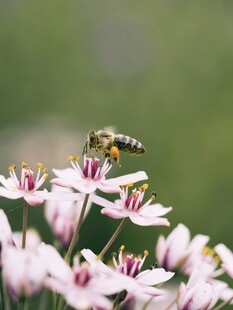 蜜蜂采蜜于粉色花朵间