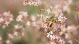 花间蜜蜂采蜜图