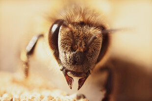 微距下的蜜蜂特写