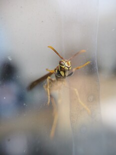 窗上的黄黑相间胡蜂