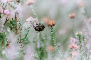 花丛中的小甲虫