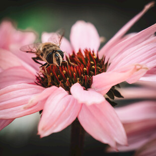 粉色花朵上的忙碌蜜蜂