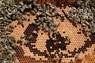 蜂巢上忙碌的蜂群