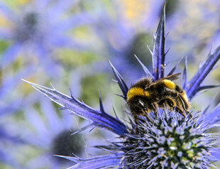 蜜蜂停留在带刺蓝紫色花朵上
