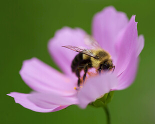 蜜蜂采蜜于粉色格桑花