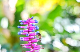 粉色花上的蜜蜂