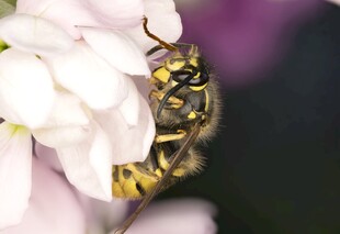 蜜蜂采蜜于白色花朵间