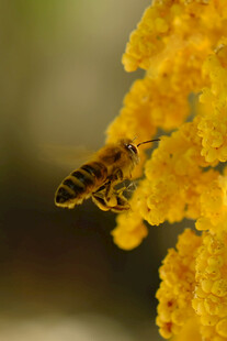 蜜蜂采蜜于金黄花朵间