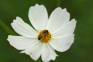 白色单朵波斯菊特写