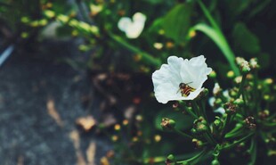 白色小花绽放于绿叶间
