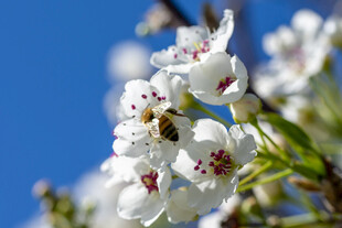 蓝天下蜜蜂采蜜的白花