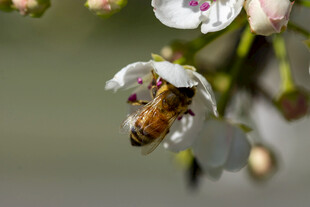 蜜蜂采蜜于洁白花朵间