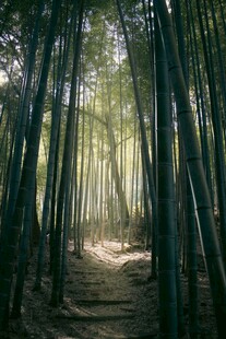 幽谧竹林小径光影交错