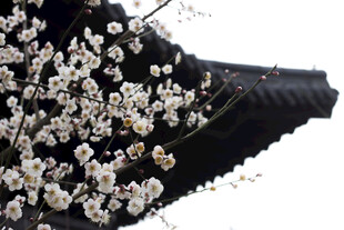 古建旁绽放的烂漫梅花