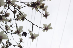 玉兰花枝绽放于天际