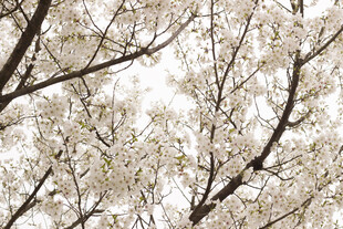 春日繁花满枝的美丽景象