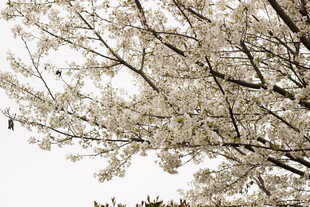 盛开的白色樱花