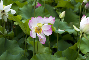 娇艳荷花绽放于绿叶间