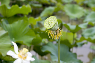 荷花旁的奇特莲蓬特写