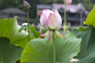 娇艳荷花绽放于绿叶间