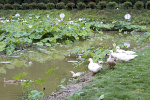 荷花塘与鸭子