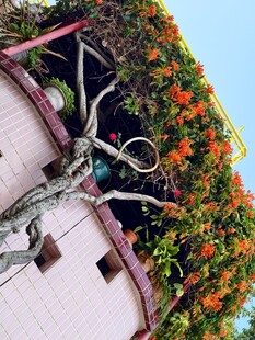 墙上绿植与金属艺术装置
