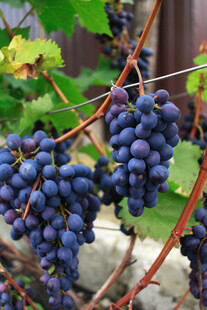 葡萄