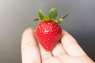 草莓