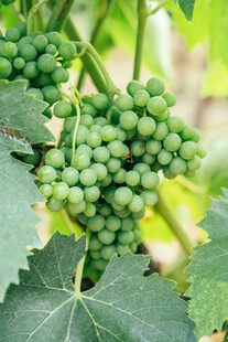 青葡萄