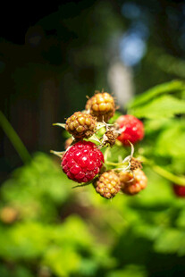 树莓果实