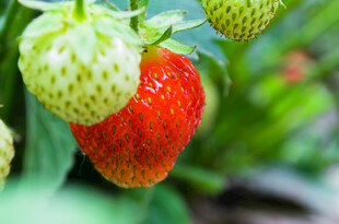 草莓