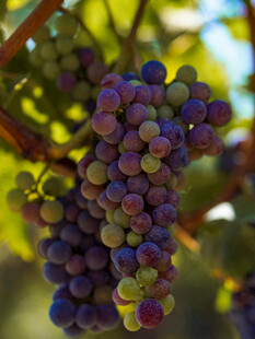 葡萄