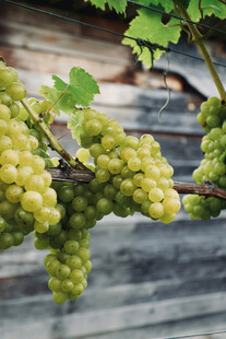 葡萄